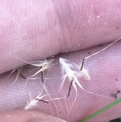 Rytidosperma caespitosum at Conder, ACT - 18 Dec 2022