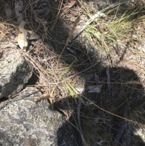 Rytidosperma caespitosum at Conder, ACT - 18 Dec 2022