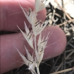 Rytidosperma caespitosum at Conder, ACT - 18 Dec 2022