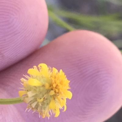 Calotis lappulacea (Yellow Burr Daisy) at Tuggeranong Hill - 18 Dec 2022 by Tapirlord