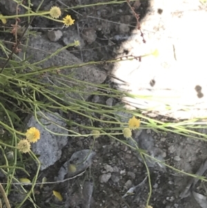 Calotis lappulacea at Conder, ACT - 18 Dec 2022