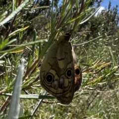 Heteronympha cordace (Bright-eyed Brown) at Kosciuszko National Park - 10 Jan 2023 by Pirom