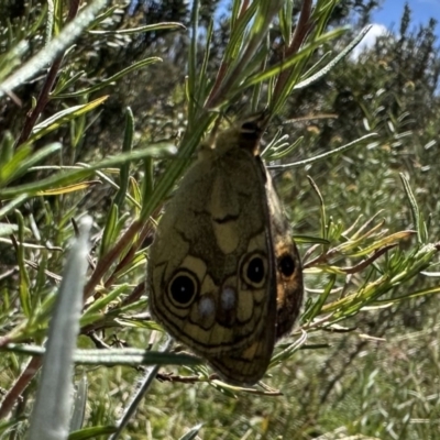 Heteronympha cordace (Bright-eyed Brown) at Kosciuszko National Park - 10 Jan 2023 by Pirom