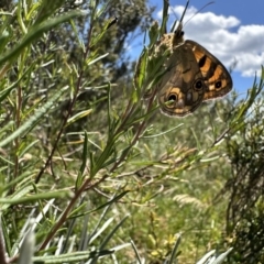 Heteronympha cordace at Jagungal Wilderness, NSW - 10 Jan 2023