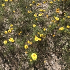 Xerochrysum viscosum (Sticky Everlasting) at Conder, ACT - 18 Dec 2022 by Tapirlord