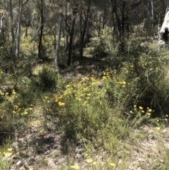 Xerochrysum viscosum at Conder, ACT - 18 Dec 2022 12:38 PM