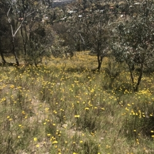 Xerochrysum viscosum at Conder, ACT - 18 Dec 2022 12:38 PM