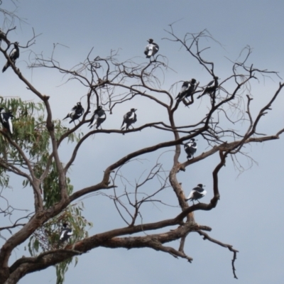 Gymnorhina tibicen (Australian Magpie) at Gigerline Nature Reserve - 18 Jan 2023 by RodDeb