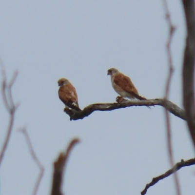 Falco cenchroides (Nankeen Kestrel) at Tennent, ACT - 18 Jan 2023 by RodDeb