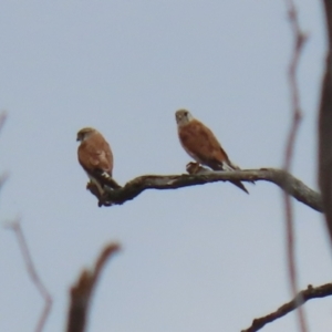 Falco cenchroides at Tennent, ACT - 18 Jan 2023 01:48 PM