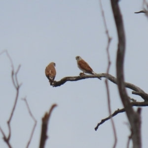 Falco cenchroides at Tennent, ACT - 18 Jan 2023 01:48 PM