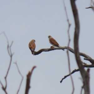 Falco cenchroides at Tennent, ACT - 18 Jan 2023