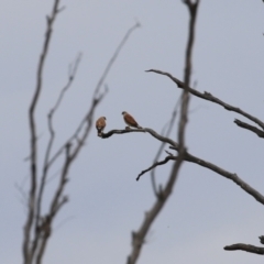 Falco cenchroides at Tennent, ACT - 18 Jan 2023 01:48 PM