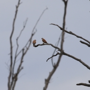 Falco cenchroides at Tennent, ACT - 18 Jan 2023 01:48 PM