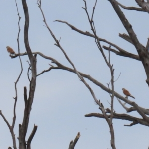 Falco cenchroides at Tennent, ACT - 18 Jan 2023 01:48 PM