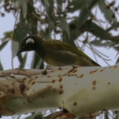 Nesoptilotis leucotis (White-eared Honeyeater) at Gigerline Nature Reserve - 18 Jan 2023 by RodDeb