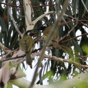 Nesoptilotis leucotis at Tennent, ACT - 18 Jan 2023 01:14 PM