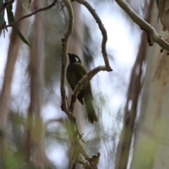 Nesoptilotis leucotis at Tennent, ACT - 18 Jan 2023 01:14 PM