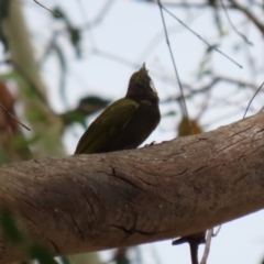 Nesoptilotis leucotis at Tennent, ACT - 18 Jan 2023