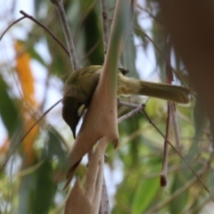 Nesoptilotis leucotis at Tennent, ACT - 18 Jan 2023 01:14 PM