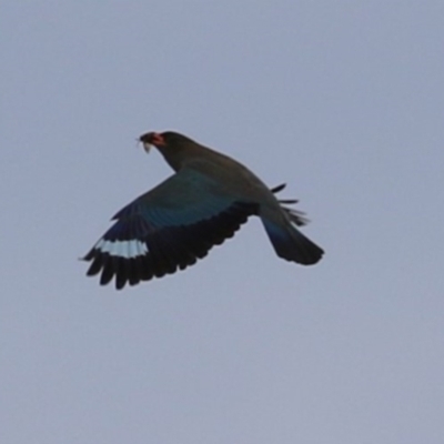 Eurystomus orientalis (Dollarbird) at Gigerline Nature Reserve - 18 Jan 2023 by RodDeb