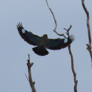 Eurystomus orientalis at Tennent, ACT - 18 Jan 2023