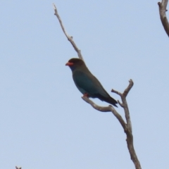 Eurystomus orientalis at Tennent, ACT - 18 Jan 2023