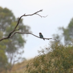 Eurystomus orientalis at Tennent, ACT - 18 Jan 2023