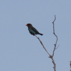 Eurystomus orientalis at Tennent, ACT - 18 Jan 2023