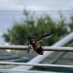 Pterygophorus cinctus at Wanniassa, ACT - 19 Jan 2023