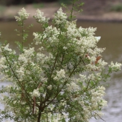 Bursaria spinosa (Native Blackthorn, Sweet Bursaria) at Gigerline Nature Reserve - 18 Jan 2023 by RodDeb