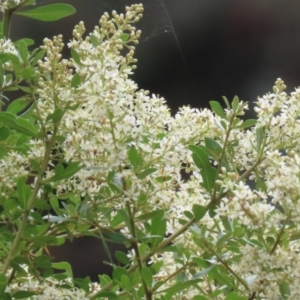 Bursaria spinosa at Tennent, ACT - 18 Jan 2023 01:24 PM