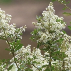 Bursaria spinosa at Tennent, ACT - 18 Jan 2023 01:24 PM