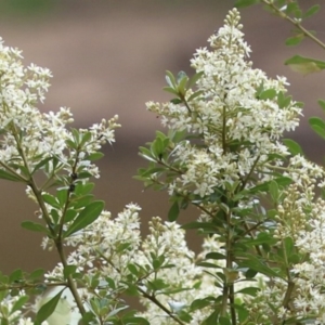 Bursaria spinosa at Tennent, ACT - 18 Jan 2023 01:24 PM