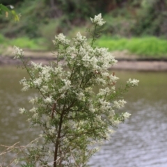 Bursaria spinosa at Tennent, ACT - 18 Jan 2023