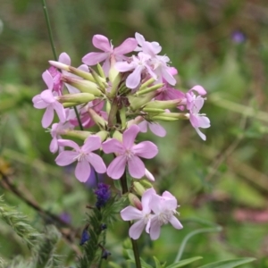 Saponaria officinalis at Tennent, ACT - 18 Jan 2023 11:33 AM