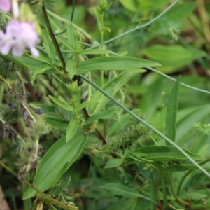 Saponaria officinalis at Tennent, ACT - 18 Jan 2023 11:33 AM