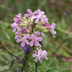 Saponaria officinalis at Tennent, ACT - 18 Jan 2023 11:33 AM