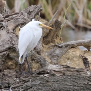 Ardea plumifera at Fyshwick, ACT - 19 Jan 2023 10:15 AM