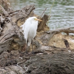 Ardea plumifera at Fyshwick, ACT - 19 Jan 2023 10:15 AM