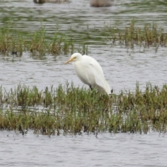 Ardea intermedia at Fyshwick, ACT - 19 Jan 2023