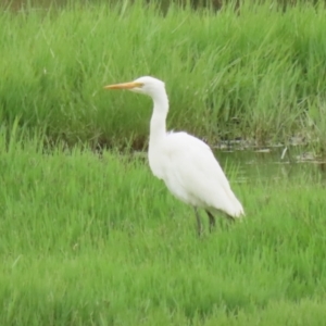 Ardea plumifera at Fyshwick, ACT - 19 Jan 2023 10:15 AM