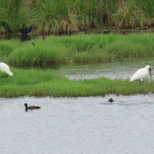 Ardea plumifera at Fyshwick, ACT - 19 Jan 2023 10:15 AM