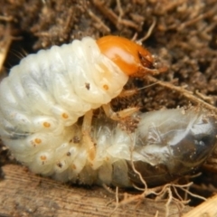 Unidentified Scarab beetle (Scarabaeidae) (TBC) at Jerrabomberra, NSW - 18 Jan 2023 by Tmac
