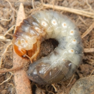 Adoryphorus coulonii at Jerrabomberra, NSW - 19 Jan 2023