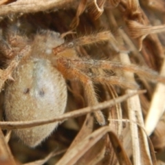 Sparassidae (family) (A Huntsman Spider) at QPRC LGA - 19 Jan 2023 by Tmac