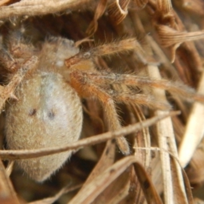 Sparassidae (family) (A Huntsman Spider) at QPRC LGA - 19 Jan 2023 by Tmac