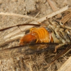 Yoyetta celis (Silver Princess Cicada) at Jerrabomberra, NSW - 19 Jan 2023 by Tmac