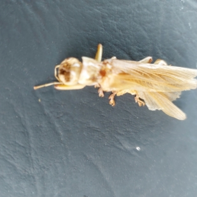 Gryllacrididae (family) (Wood, Raspy or Leaf Rolling Cricket) at Wirlinga, NSW - 19 Jan 2023 by RobCook