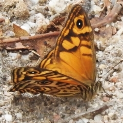 Geitoneura acantha (Ringed Xenica) at Birrigai - 19 Jan 2023 by JohnBundock